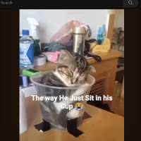 Have You Seen This? Kitten getting comfy in a cup may be cutest thing you'll see today