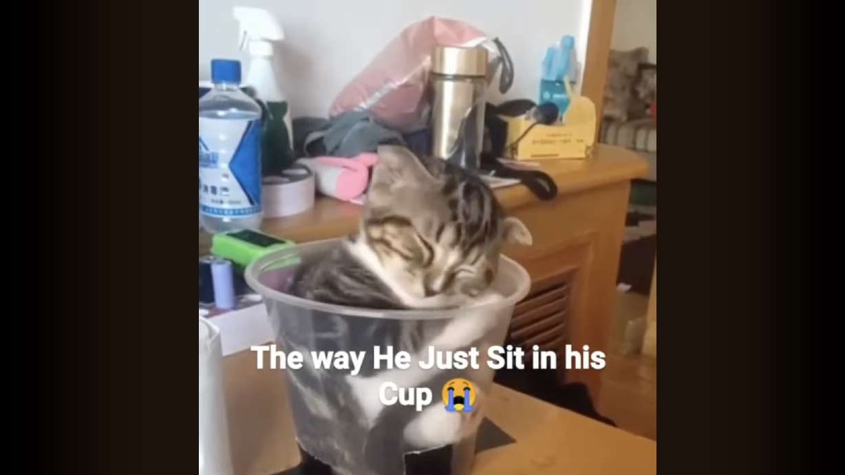 This cat's owner has devised a clever way to let his kitten sleep in its special place — none other than what looks to be a plastic cup — in safety.