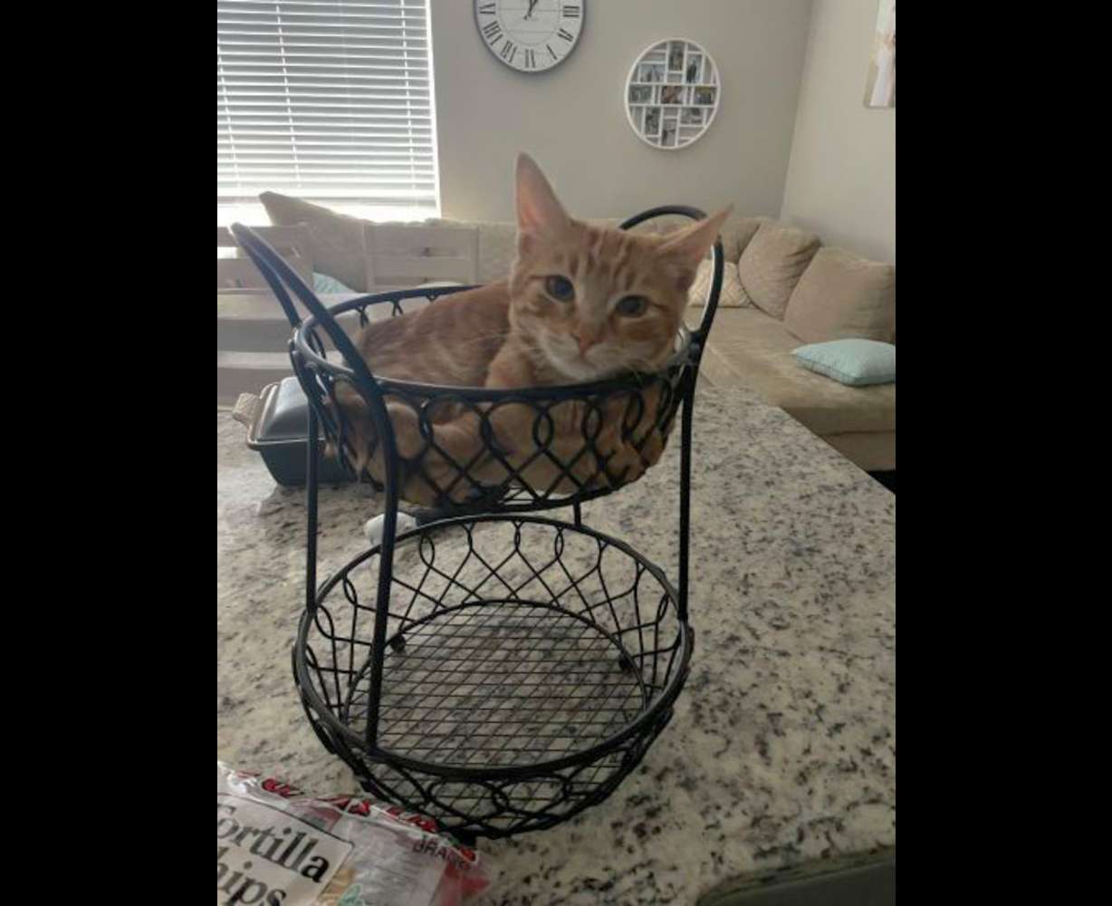 Gob in "his" fruit basket.