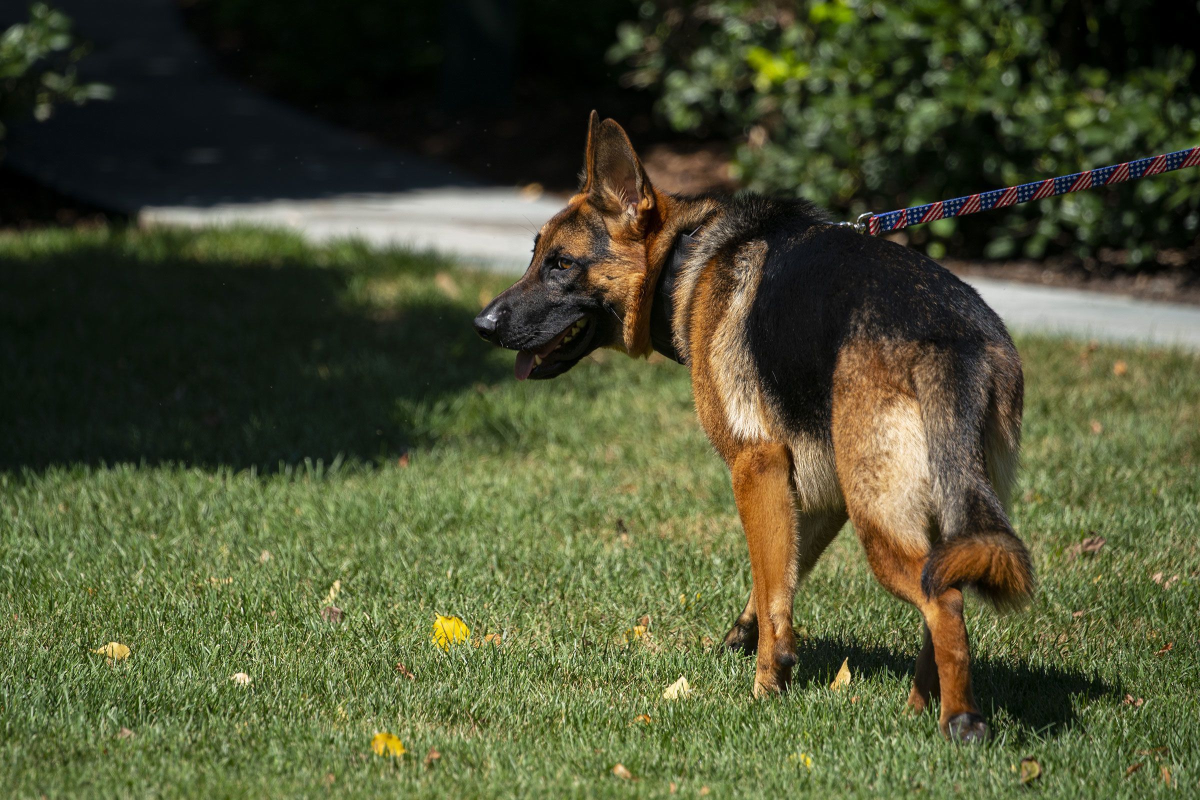Commander, President Joe Biden's dog, walks on the south of the White House in Washington in August 2022. Commander bit Secret Service personnel in at least 24 incidents at the White House and other locations, according to new internal documents.