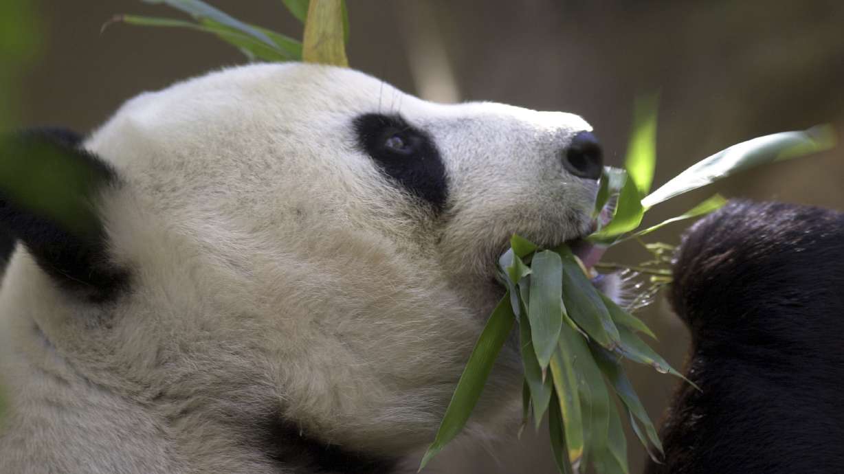 Bai Yun, the mother of newly named panda cub, Mei Sheng, gets a mouthful of bamboo during the cub's first day on display at the San Diego Zoo on Dec. 17, 2003. China is working on sending a new pair of giant pandas to the San Diego Zoo.