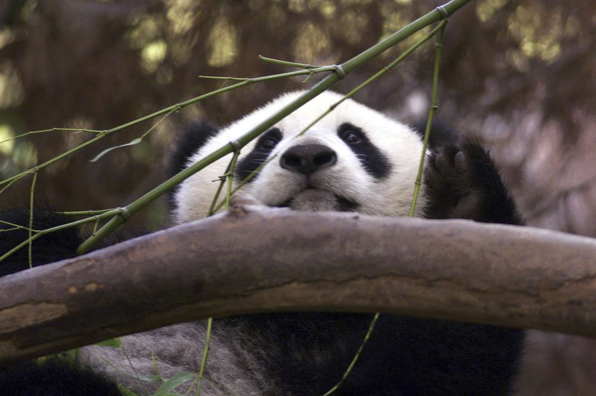 Hua Mei, the baby panda at the San Diego Zoo, peeks over a branch while enjoying a bamboo breakfast at the Zoo, on Aug. 15, 2000, in San Diego. China is working on sending a new pair of giant pandas to the San Diego Zoo.