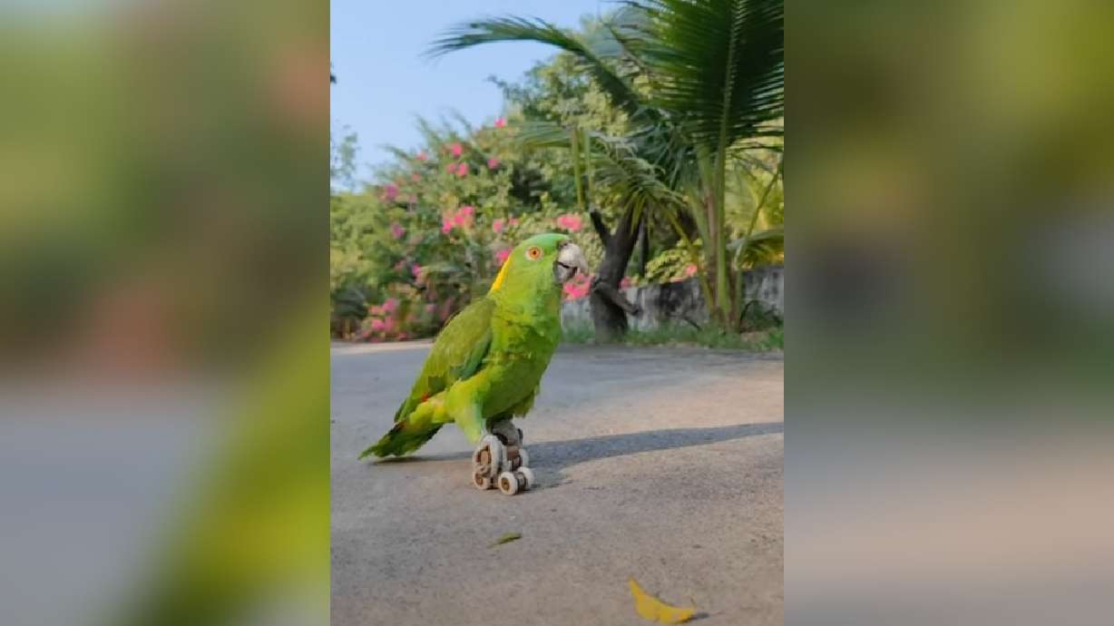 A parrot shows off its roller-skating skills in a video captured in Dong Nai, Vietnam, on Monday.