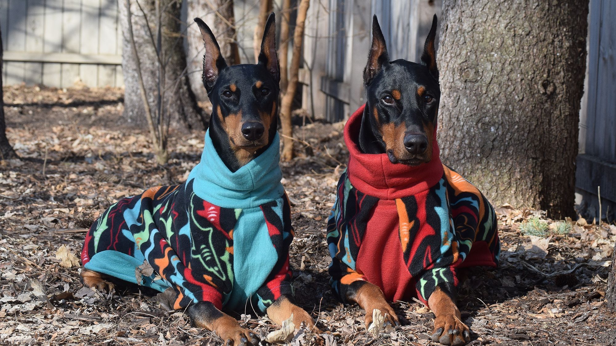 Two Dobermans in Made by MeadowCat's blue and red coordinating coats — Sypha on the left, and Richter on the right.