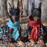 The pet-products market is booming. But does your dog need a coat?
