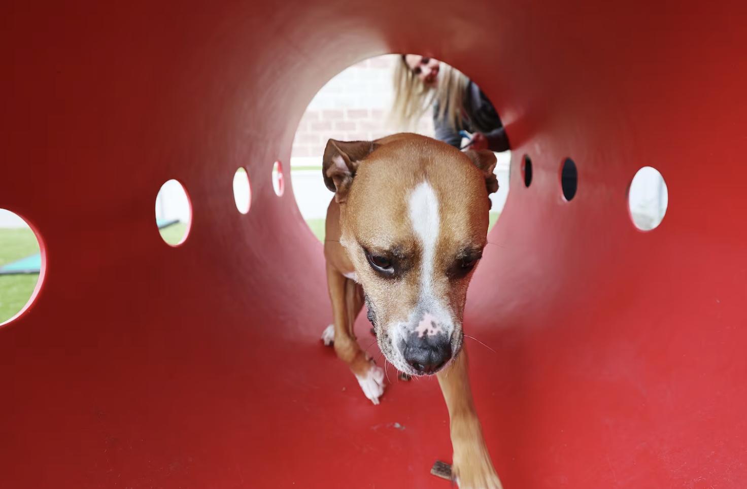 Salt Lake County Animal Services special programs manager Jami Johanson plays with a dog awaiting adoption in Salt Lake City on June 8, 2023. 2024 will be the year Utah animal shelters commit to the no-kill philosophy, Gov. Spencer Cox declared. 