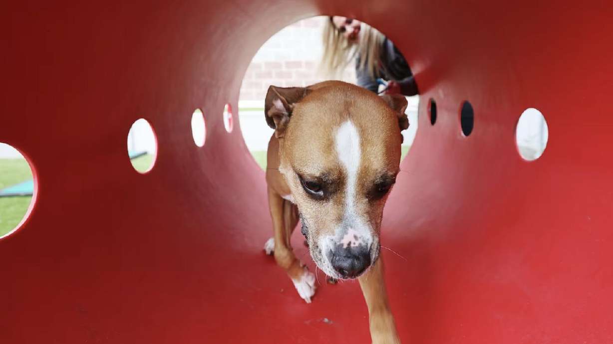 Salt Lake County Animal Services special programs manager Jami Johanson plays with a dog awaiting adoption in Salt Lake City on June 8, 2023. 2024 will be the year Utah animal shelters commit to the no-kill philosophy, Gov. Spencer Cox declared.