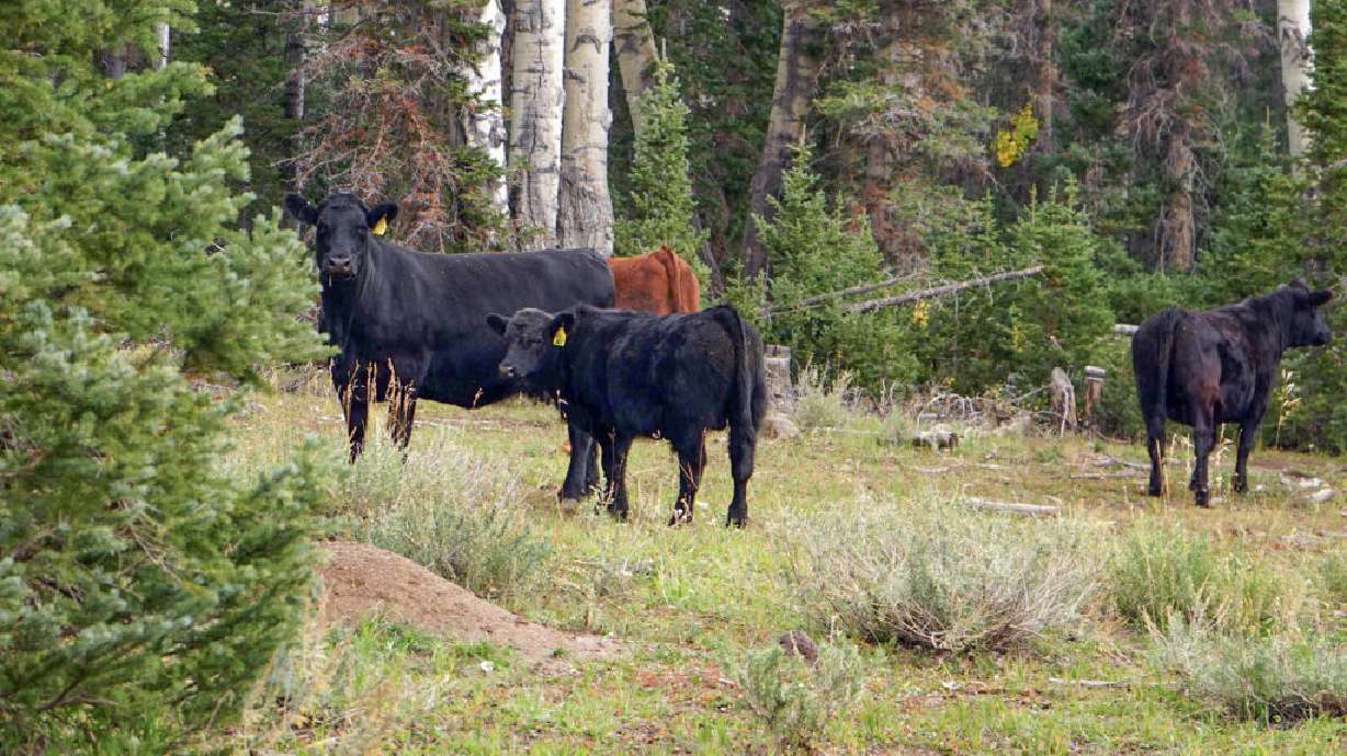 Cows wander in Panguitch, Sep. 26, 2021. The Utah State Legislature recently passed a bill that would change grazing from a permitted activity to a right in the state.