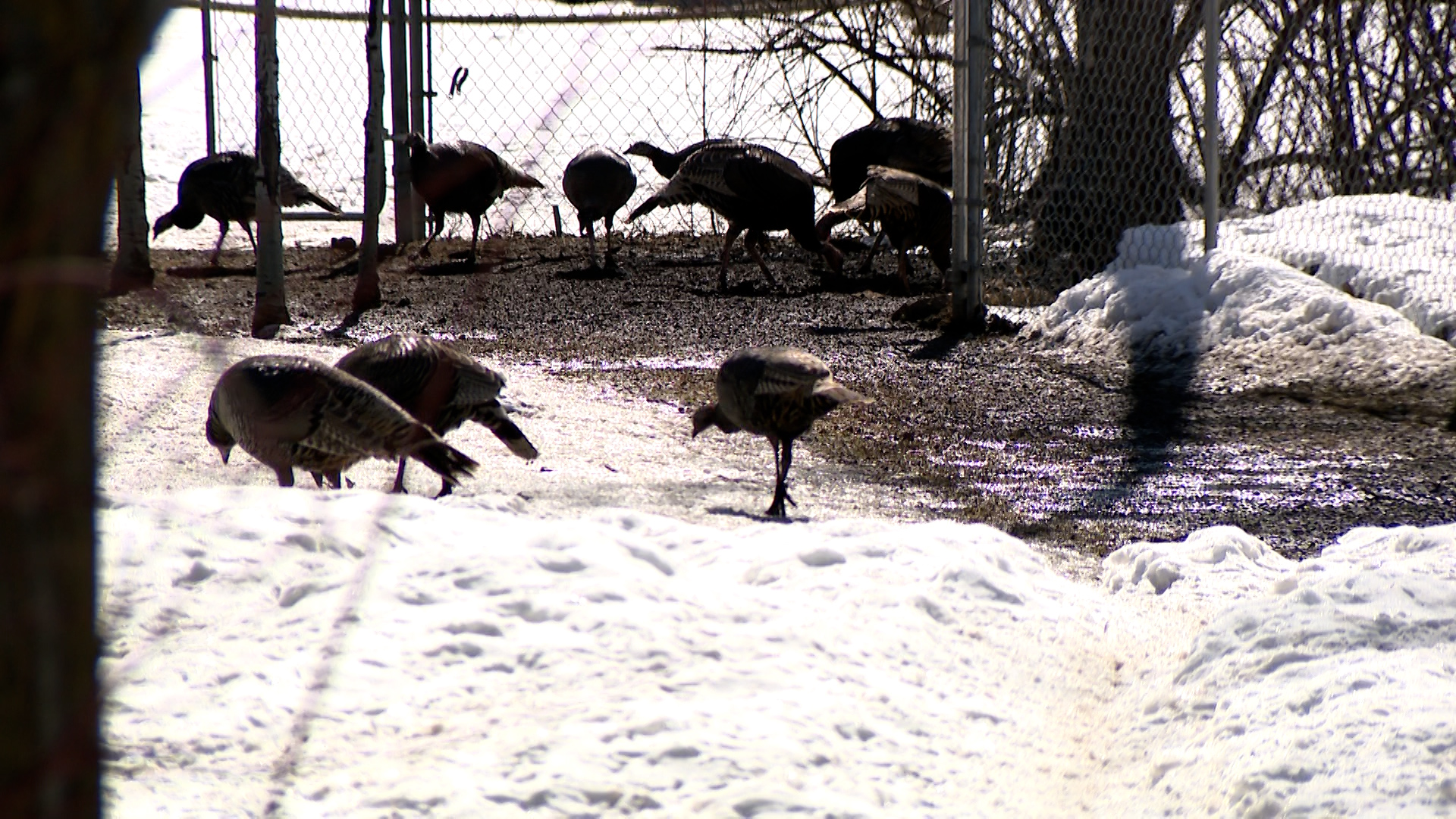 Homeowners in Huntsville, in Weber County, say turkeys are invading their yards and driveways.