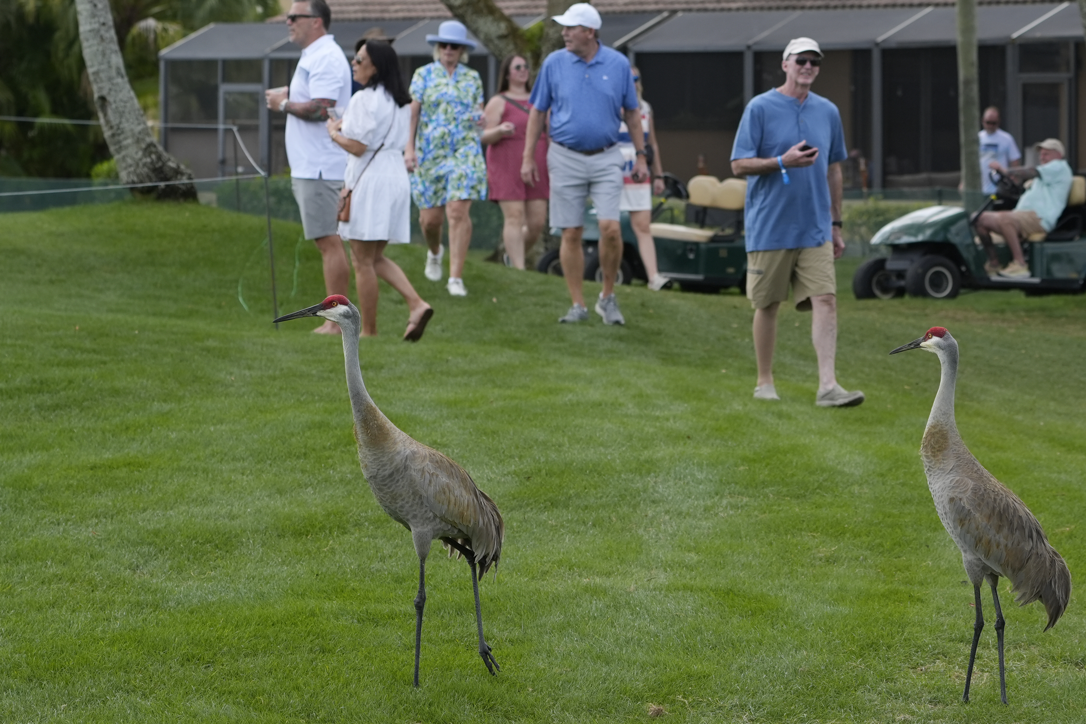 Sandhill cranes walk near the fifth green during the first round of the Cognizant Classic golf tournament, Thursday, Feb. 29, 2024, in Palm Beach Gardens, Fla. 