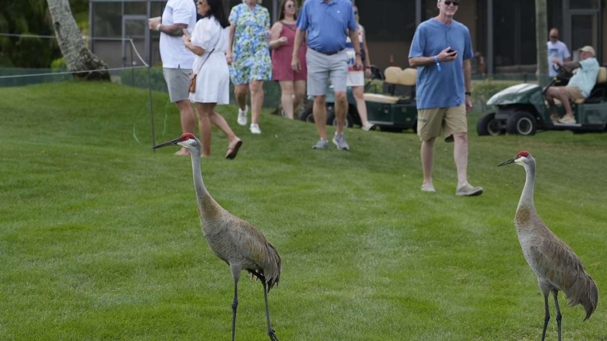 Sandhill cranes walk near the fifth green during the first round of the Cognizant Classic golf tournament, Thursday, Feb. 29, 2024, in Palm Beach Gardens, Fla.