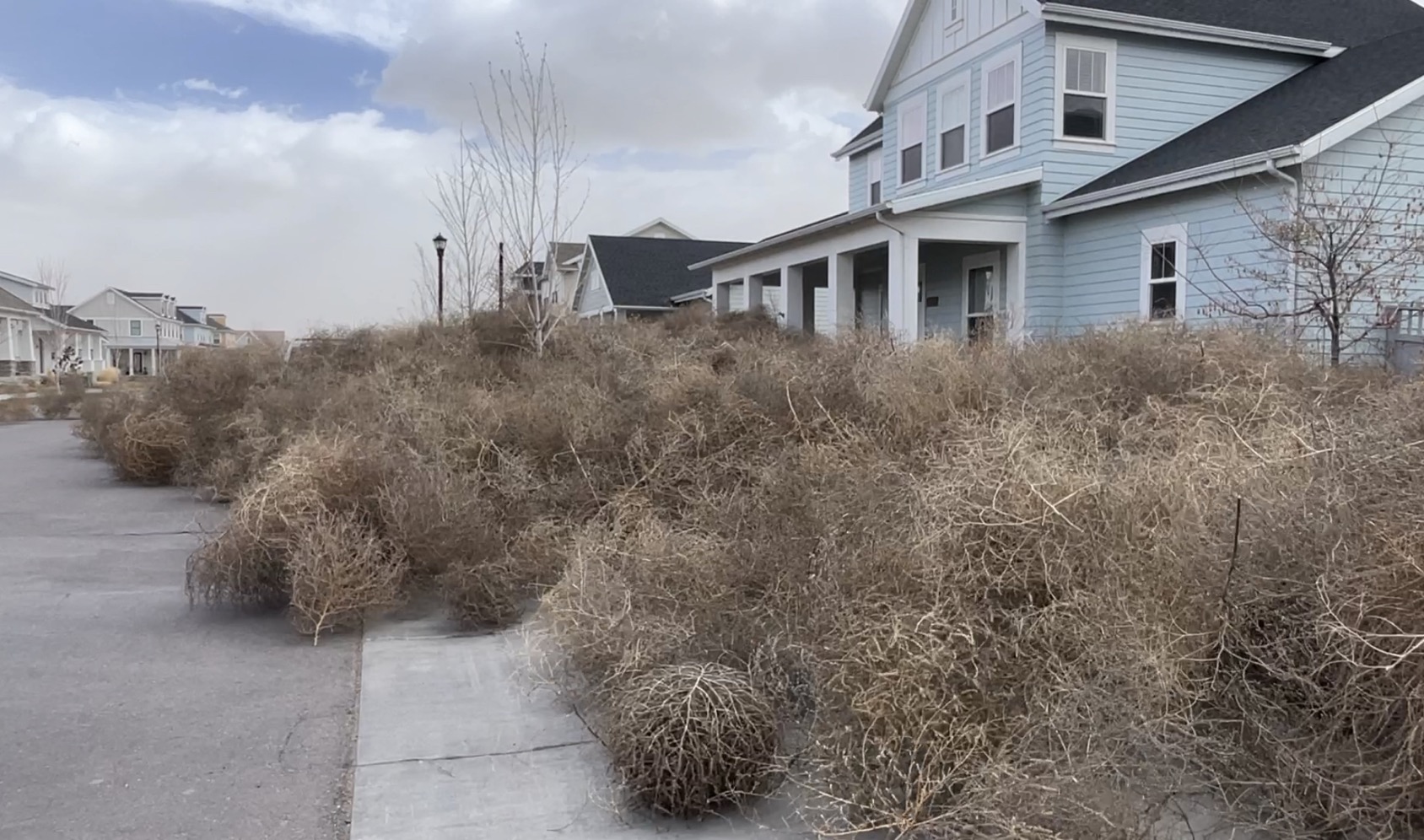 Several people in Salt Lake County woke up to tumbleweeds outside their homes, and not just a dozen or so.