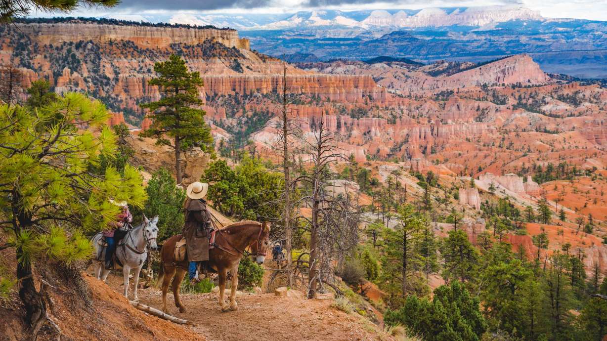 Bryce Canyon National Park officials announced Friday that their private stock riding permits will be moved online this year as the activity soars in popularity.