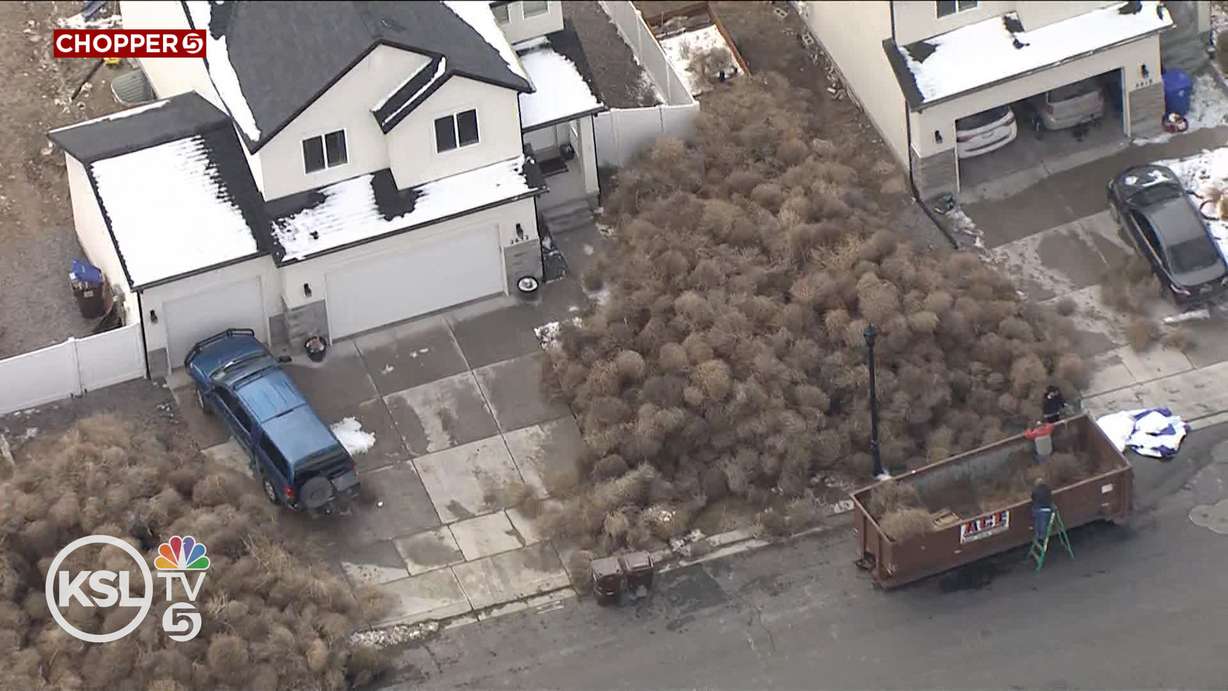Thousands of tumbleweeds in front of Eagle Mountain homes.