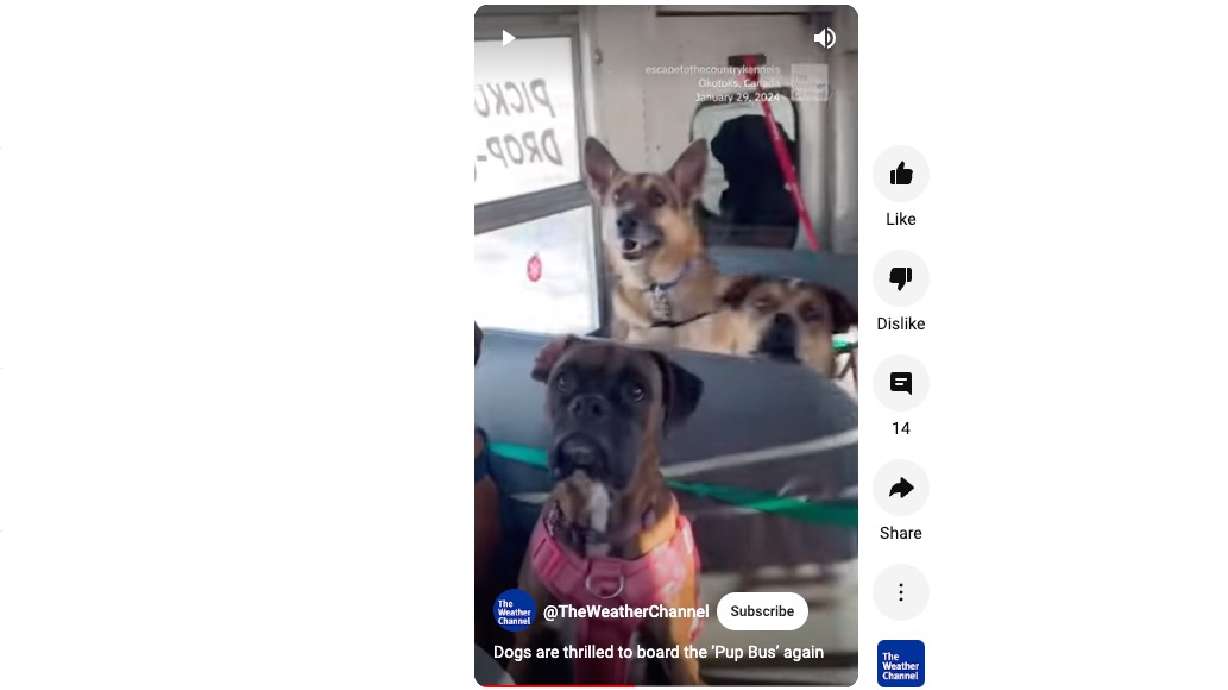 Three dogs on the Pup Bus in Okotoks, Alberta, Canada, get a ride to a dog park after a break in a particularly frigid stretch of weather.