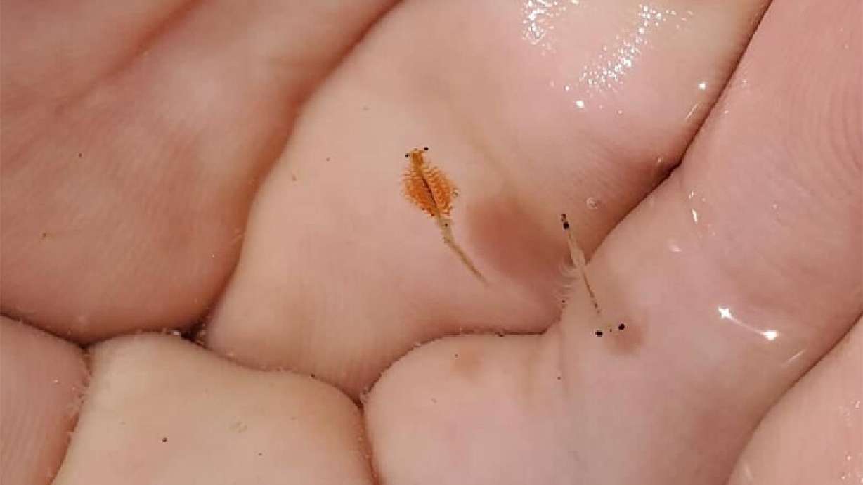 It was one year ago this month that Gov. Spencer Cox signed HB137, designating brine shrimp as the official Utah State Crustacean.