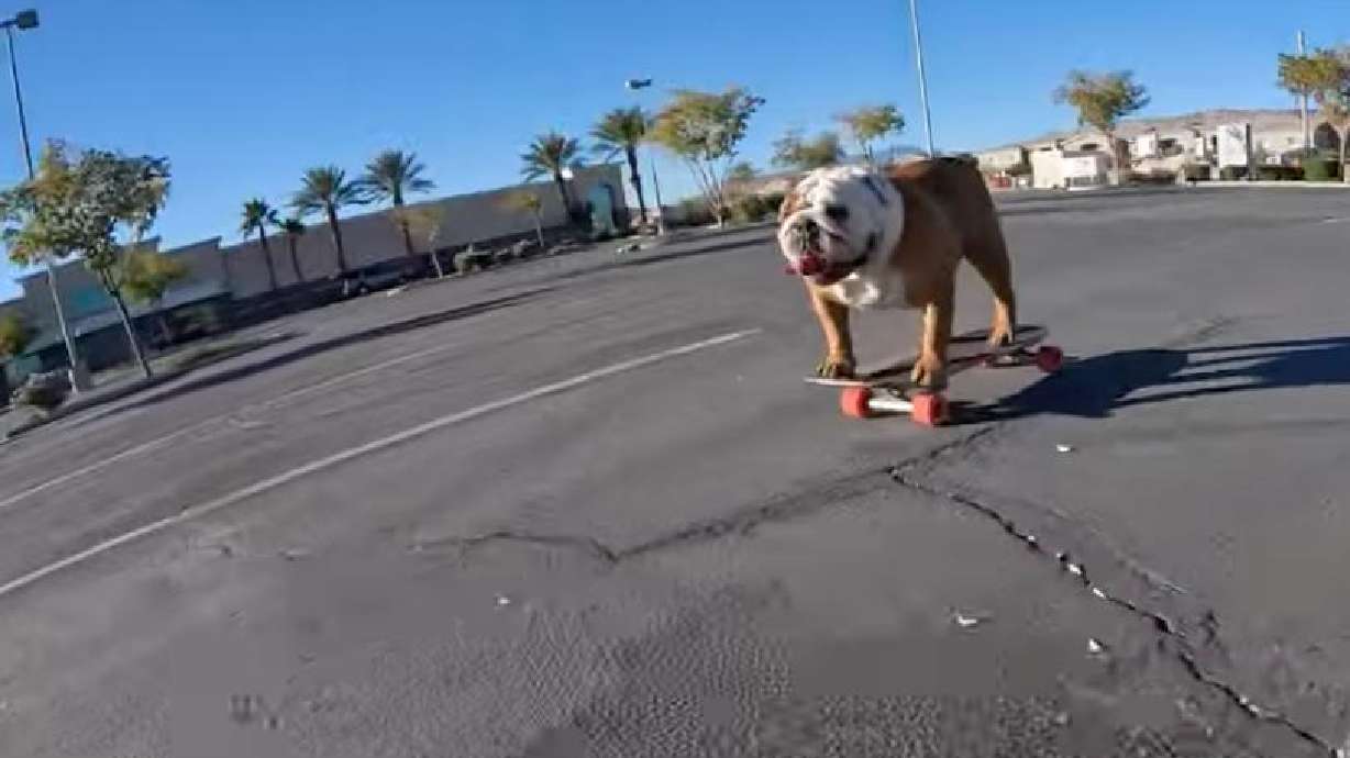 A skateboarding dog cruises through an empty parking lot in Las Vegas on Dec. 21, 2023.