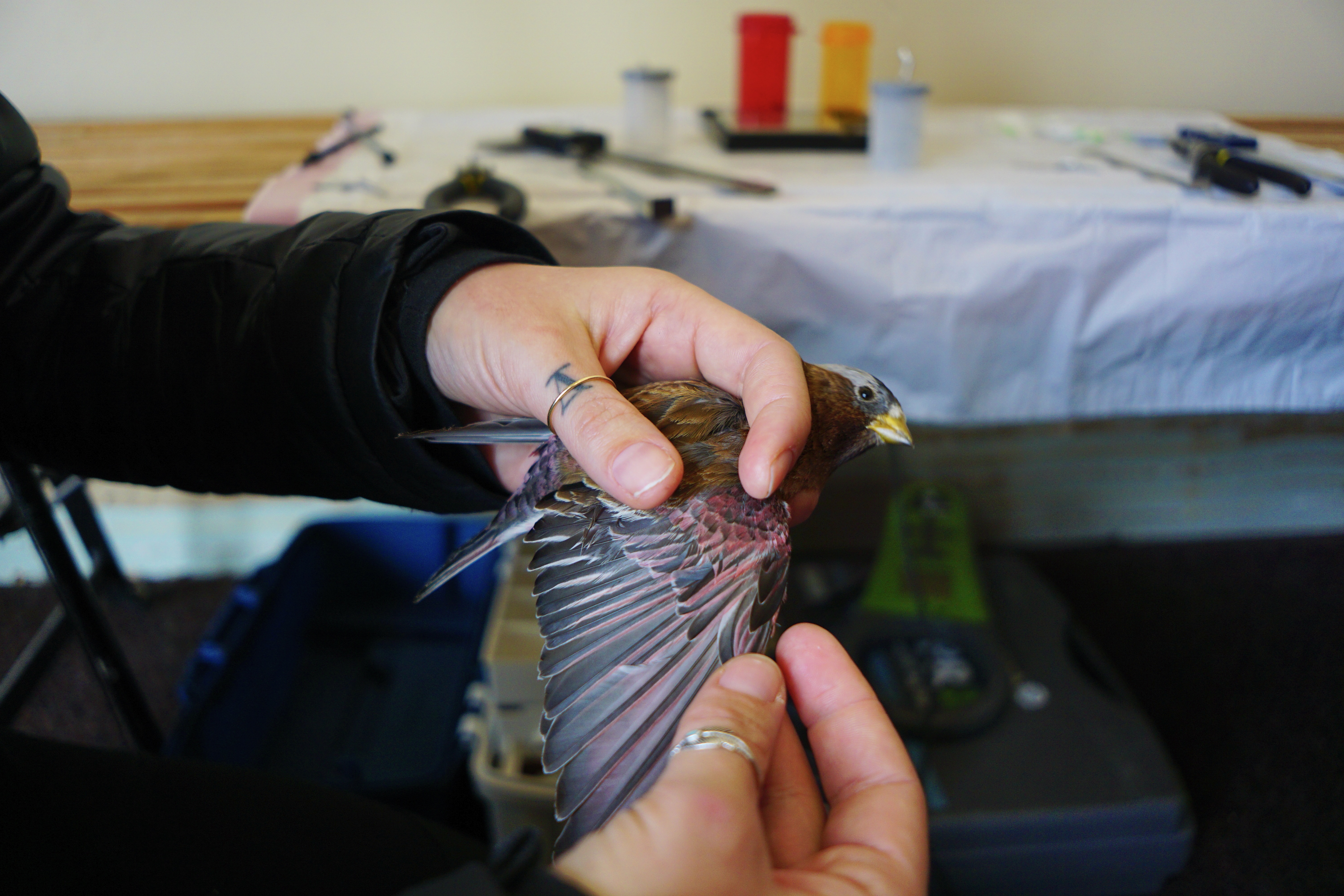 Wildlife technician Kenley Gottlob examines the feathering on a gray-crowned rosy finch.