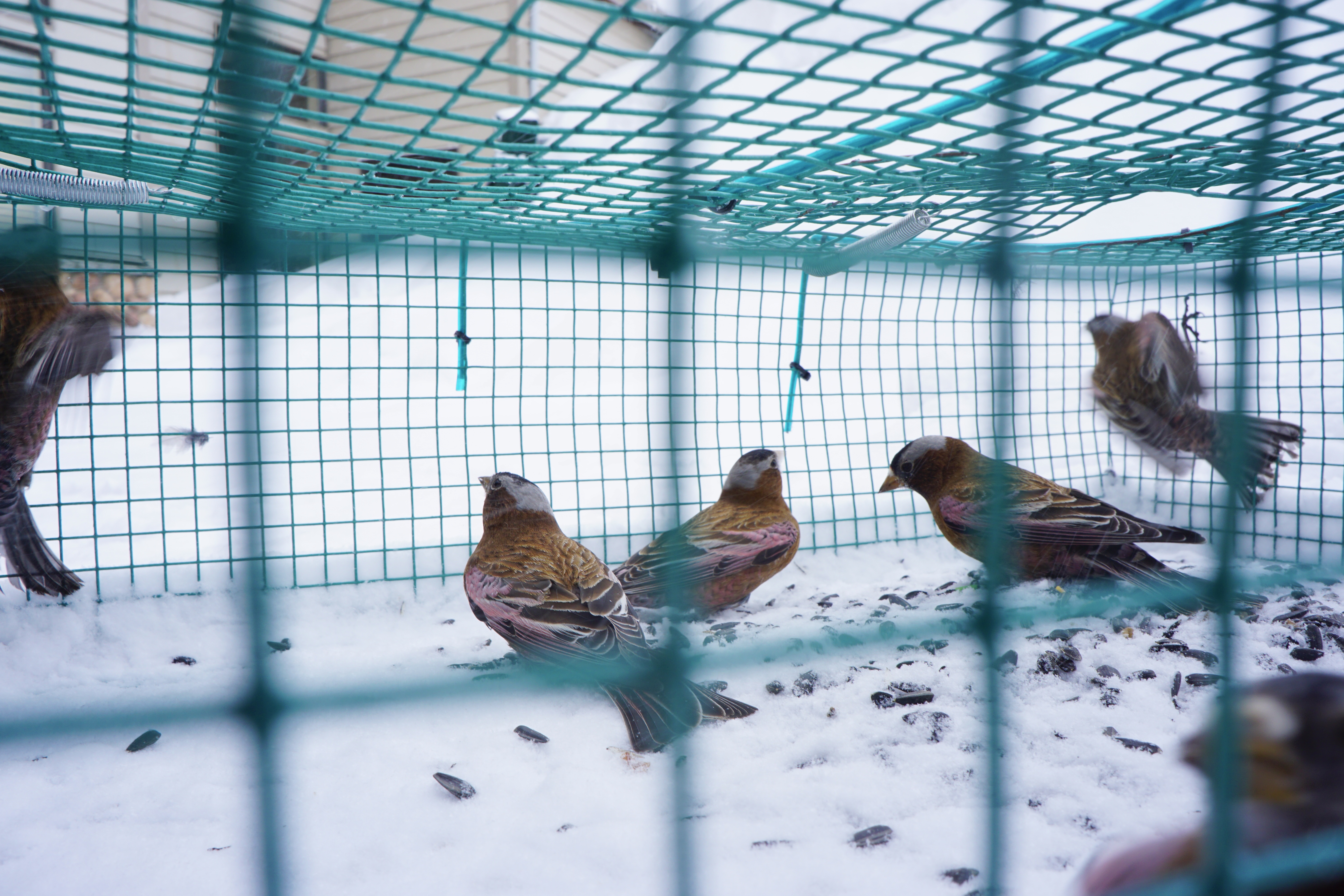 Gray-crowned rosy finches winter in high altitude alpine areas, like those found near ski resorts.