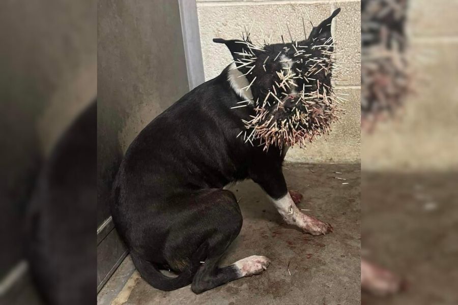 Winnie, a Boston Terrier, entered the Blackfoot Animal Shelter, in eastern Idaho, with a face full of porcupine quills.