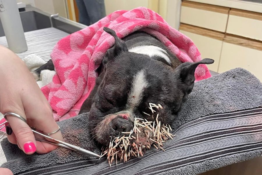 Winnie, a Boston Terrier, entered the Blackfoot Animal Shelter with a face full of porcupine quills.