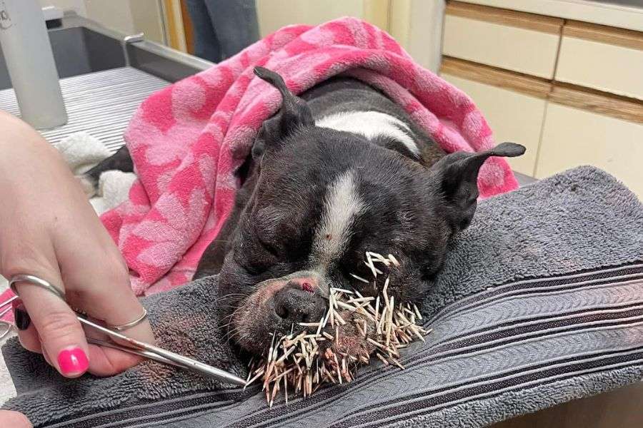 Winnie, a Boston Terrier, entered the Blackfoot Animal Shelter with a face full of porcupine quills.