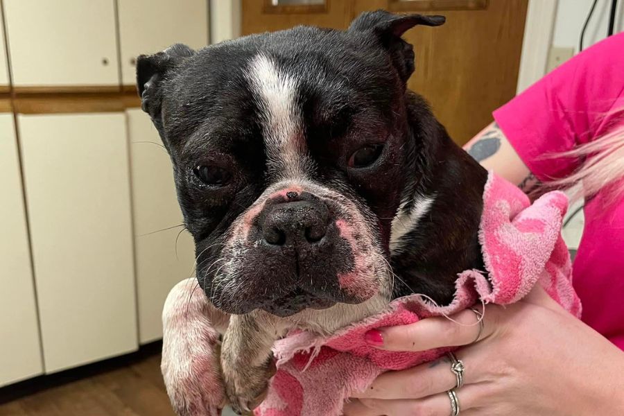 Winnie, a Boston Terrier, entered the Blackfoot Animal Shelter with a face full of porcupine quills. This is Winnie after the quills were removed.
