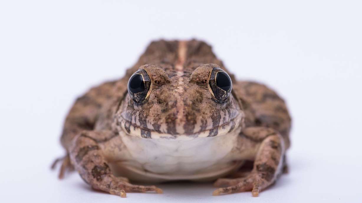 The popularity of the famous French delicacy of frogs' legs is threatening the existence of certain frog species, experts warned French President Emmanuel Macron.