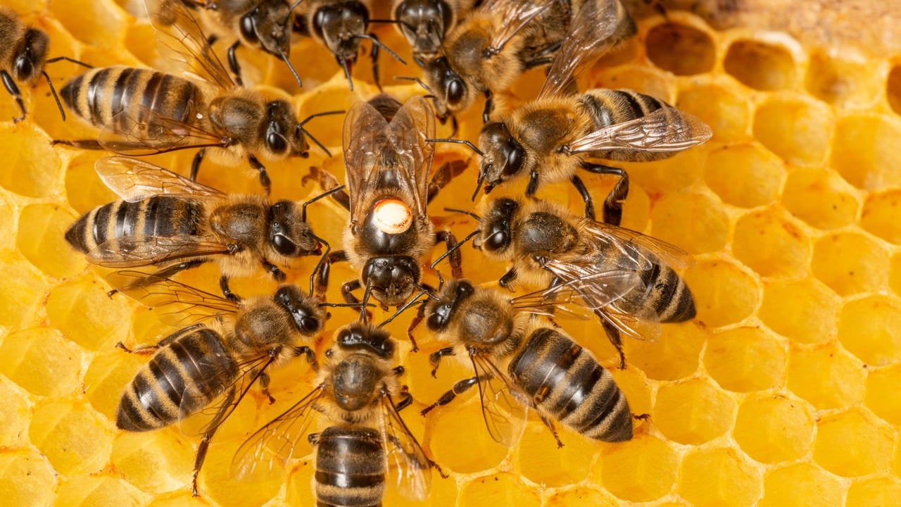 Bees have become so valuable that beekeepers are having their hives stolen. In late January, the Fresno County, California, Sheriff reported that nearly 100 beehives, valued at $34,000, were stolen from an almond grove.