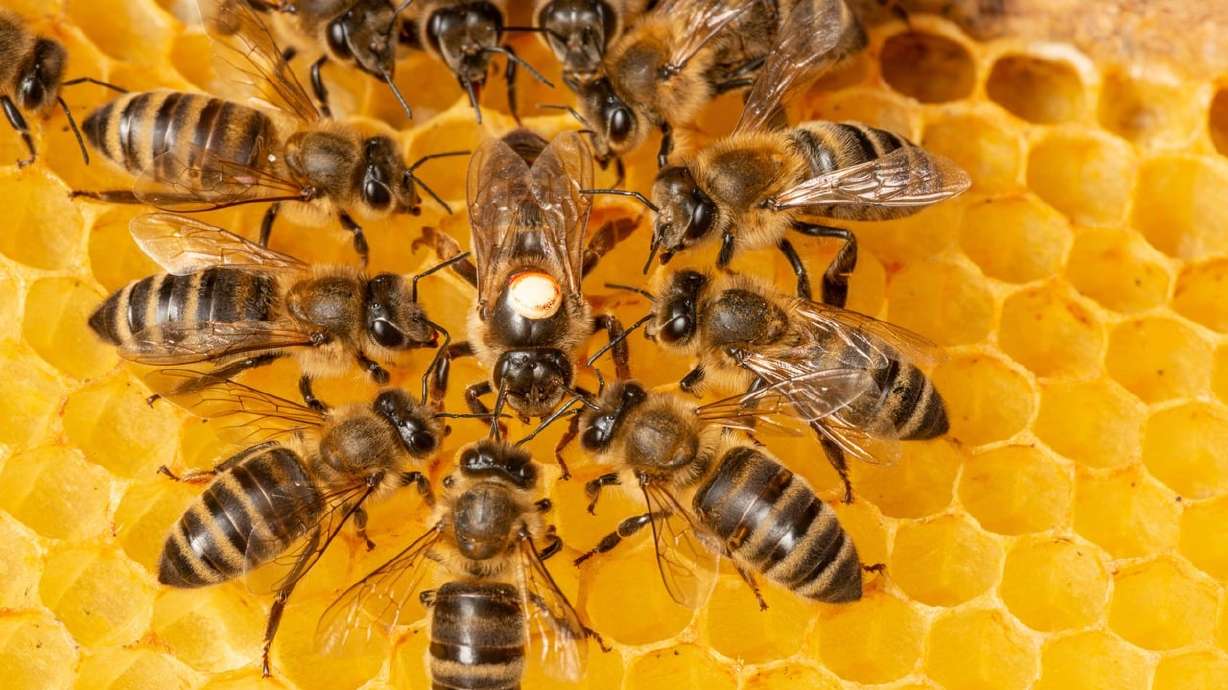 Bees have become so valuable that beekeepers are having their hives stolen. In late January, the Fresno County, California, Sheriff reported that nearly 100 beehives, valued at $34,000, were stolen from an almond grove.