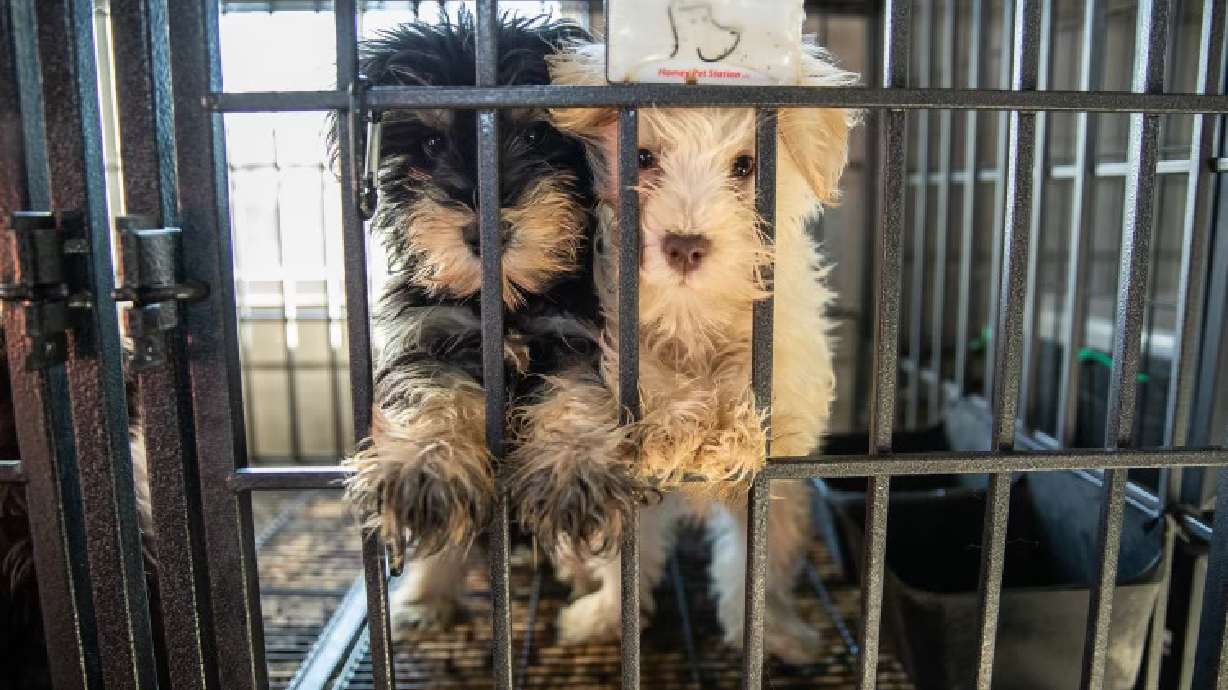 Eighty-five dogs were rescued from deplorable conditions at an alleged puppy mill in North Carolina, and are headed to Gallatin, Tennessee, for a shot at a new life.