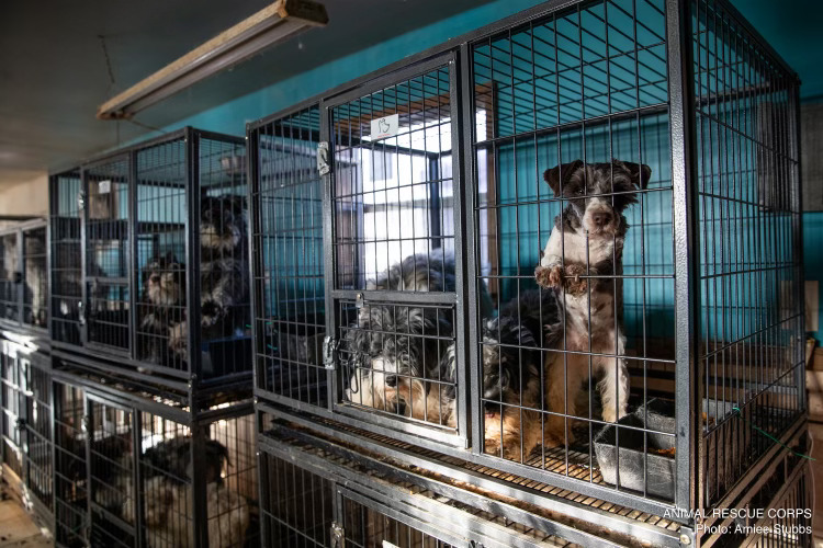 85 dogs rescued from deplorable conditions in North Carolina are headed to Gallatin, Tennessee, for a shot at a new life.(Animal Rescue Corp)