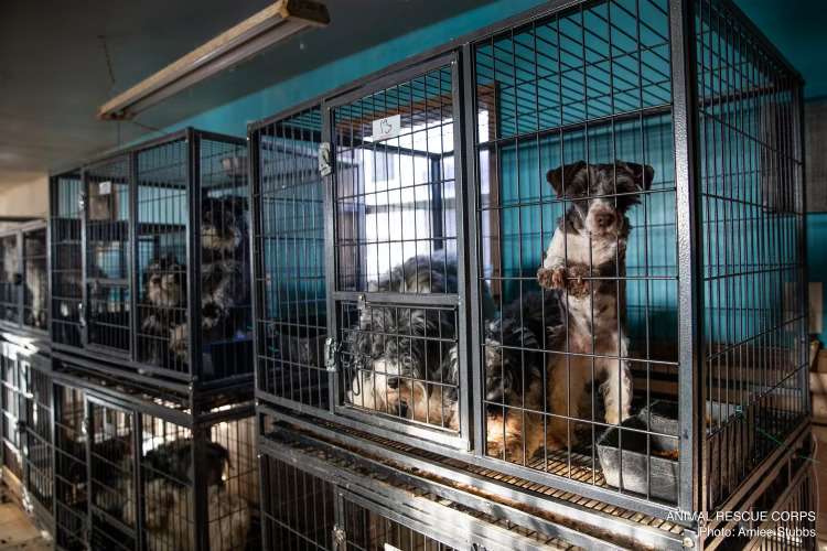 85 dogs rescued from deplorable conditions in North Carolina are headed to Gallatin, Tennessee, for a shot at a new life.(Animal Rescue Corp)