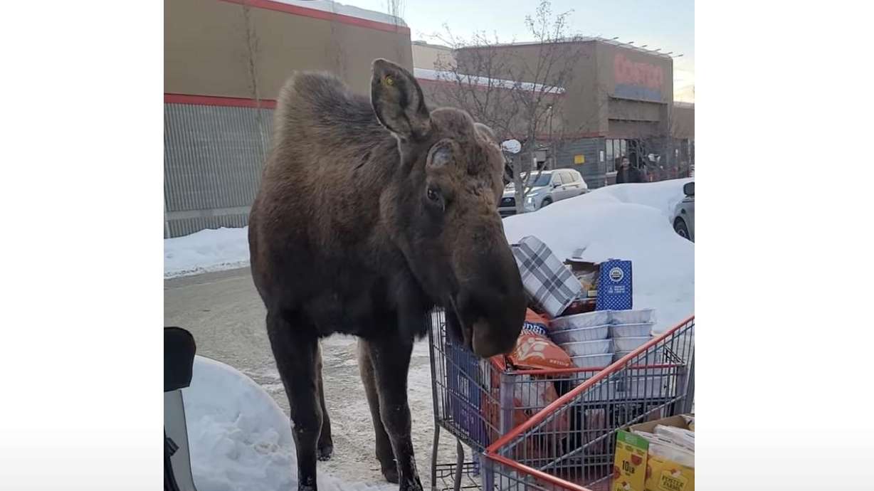 A moose was seen giving an Anchorage woman’s groceries an intimidating sniff outside the supermarket.