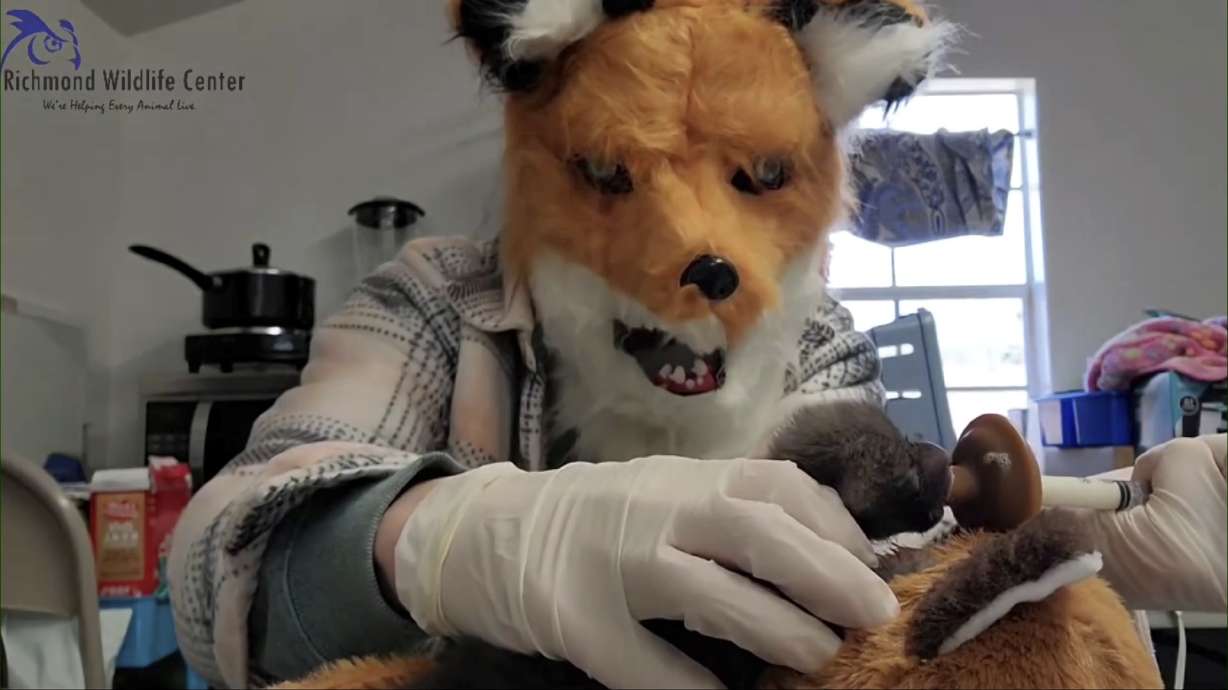 Melissa Stanley wears a fox mask as she feeds an orphaned red fox kit, Sunday, in Richmond, Ca.. Stanley said the mask creates a visual barrier to prevent animals from imprinting on humans.