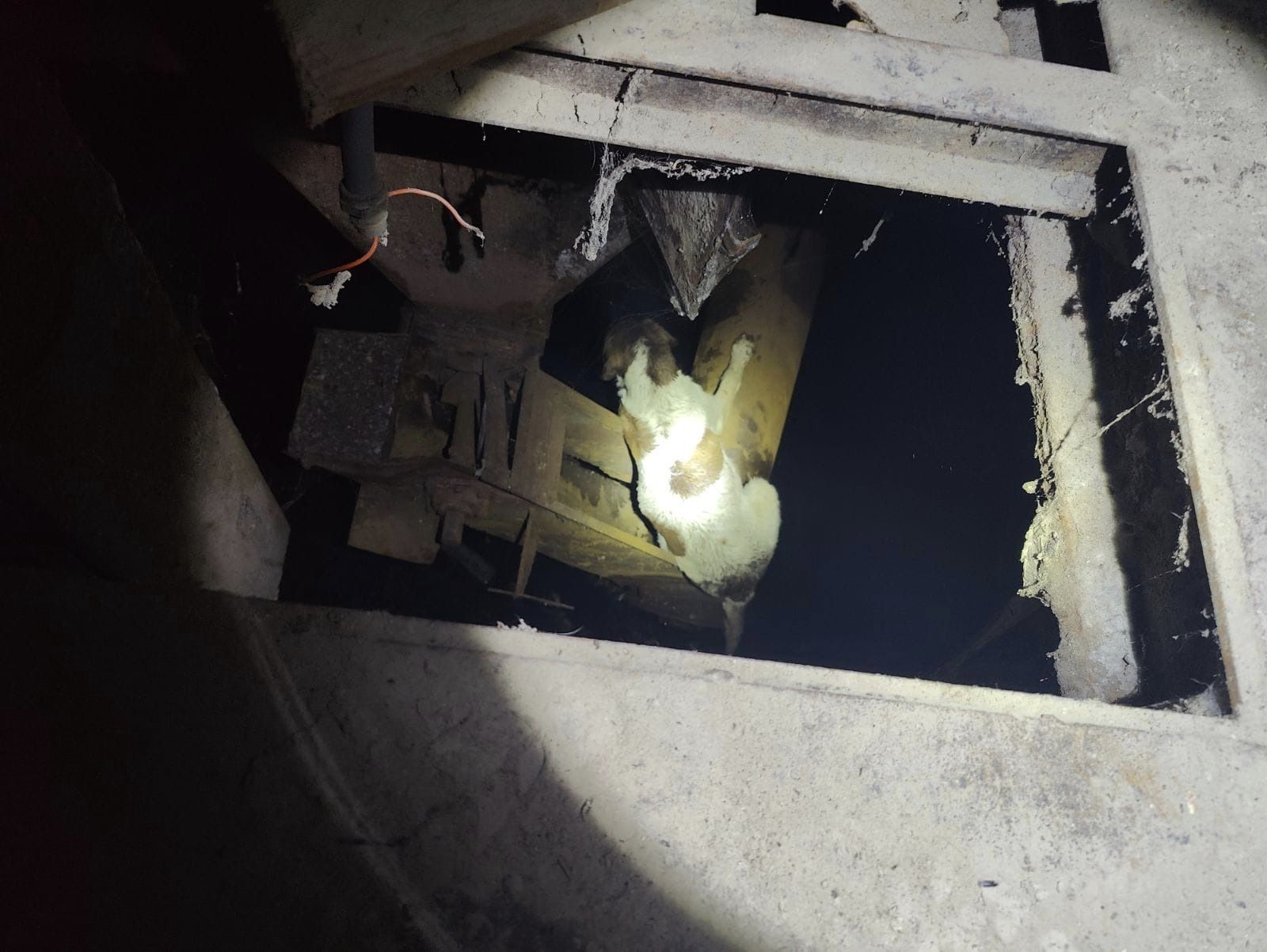 Mo, a 5-year-old dog, fell down a 10-foot hole into an old grain storage bin in Ogden and was stuck for days.