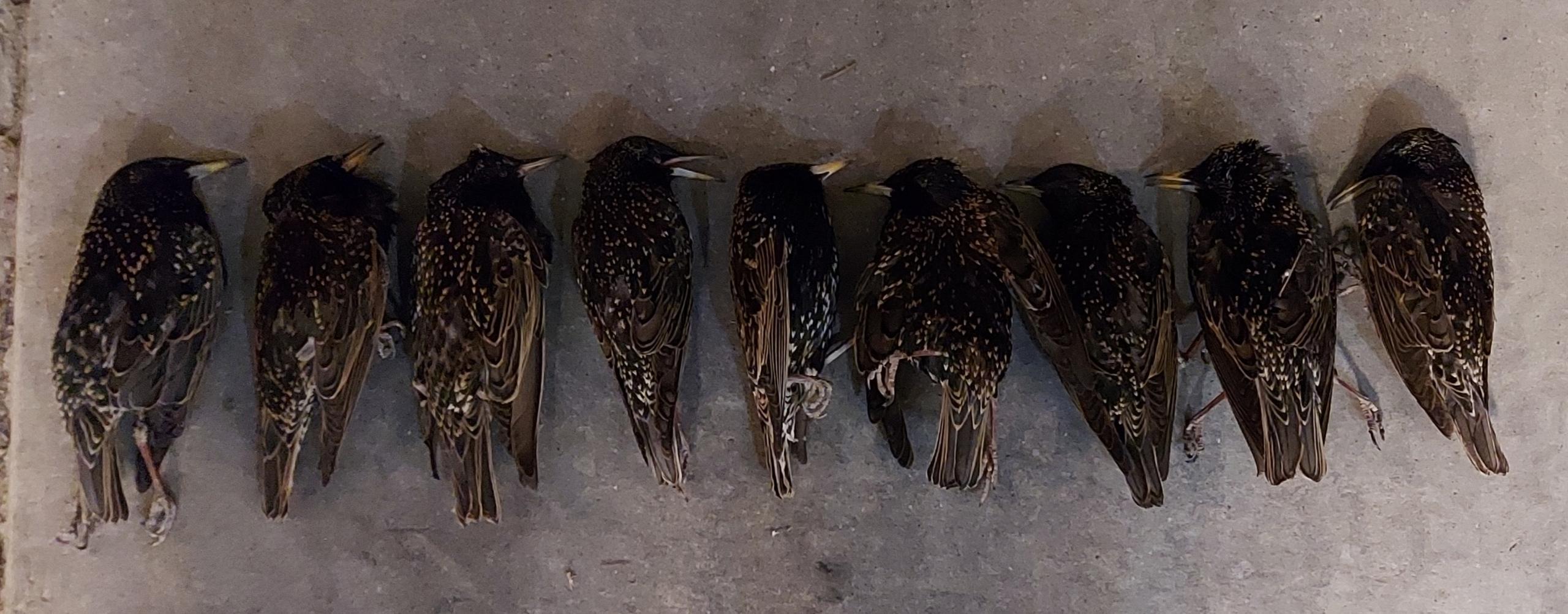 Kelly Mackert originally discovered nine dead birds in the span of 24 hours in her backyard