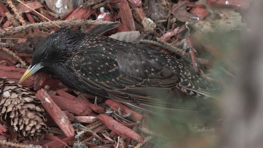 The Utah Division of Wildlife Resources  said the birds are starlings, which aren’t managed or protected.