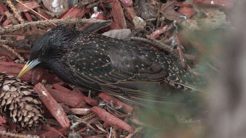 The Utah Division of Wildlife Resources said the birds are starlings, which aren’t managed or protected.