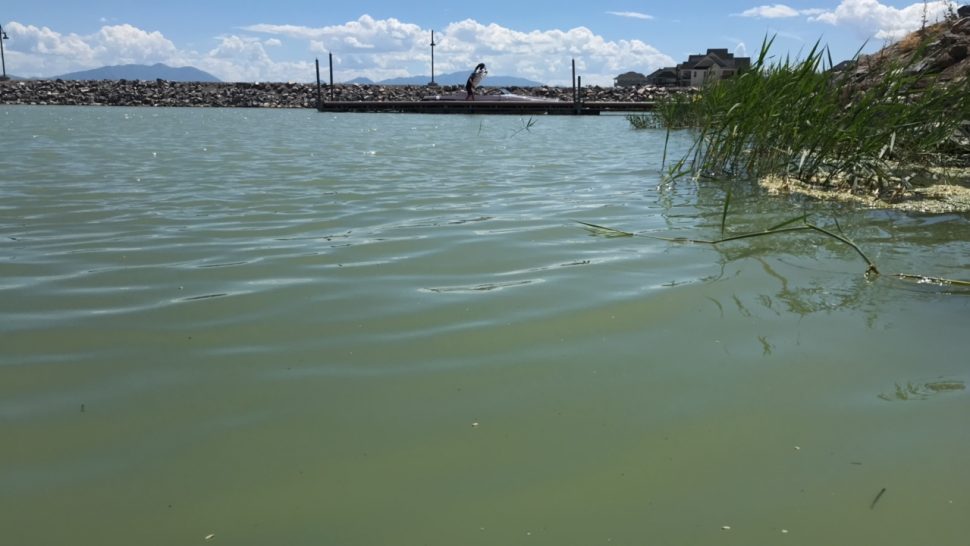 'Great Carp Hunt' returns to Utah Lake as fight against invasive fish persists