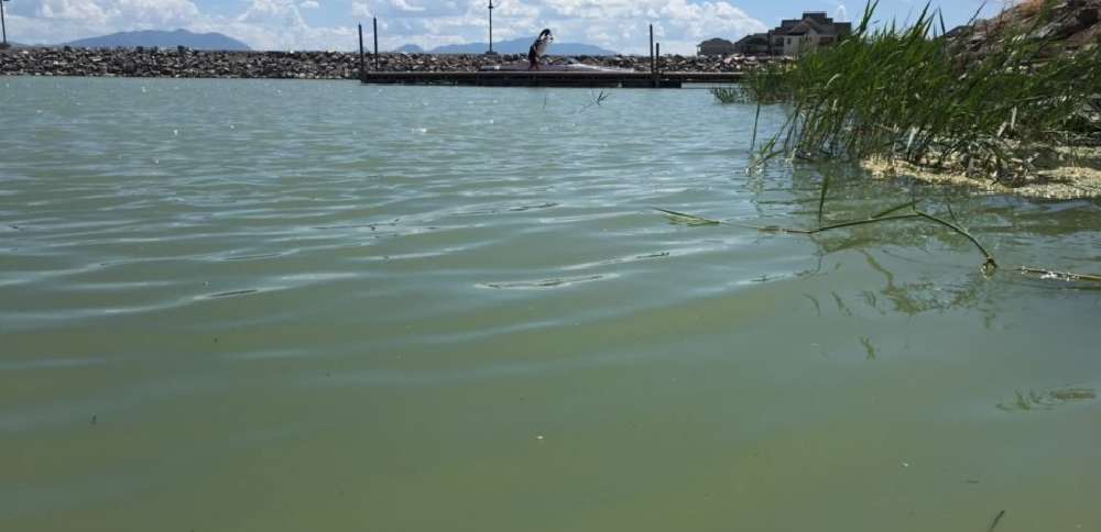 'Great Carp Hunt' returns to Utah Lake as fight against invasive fish persists