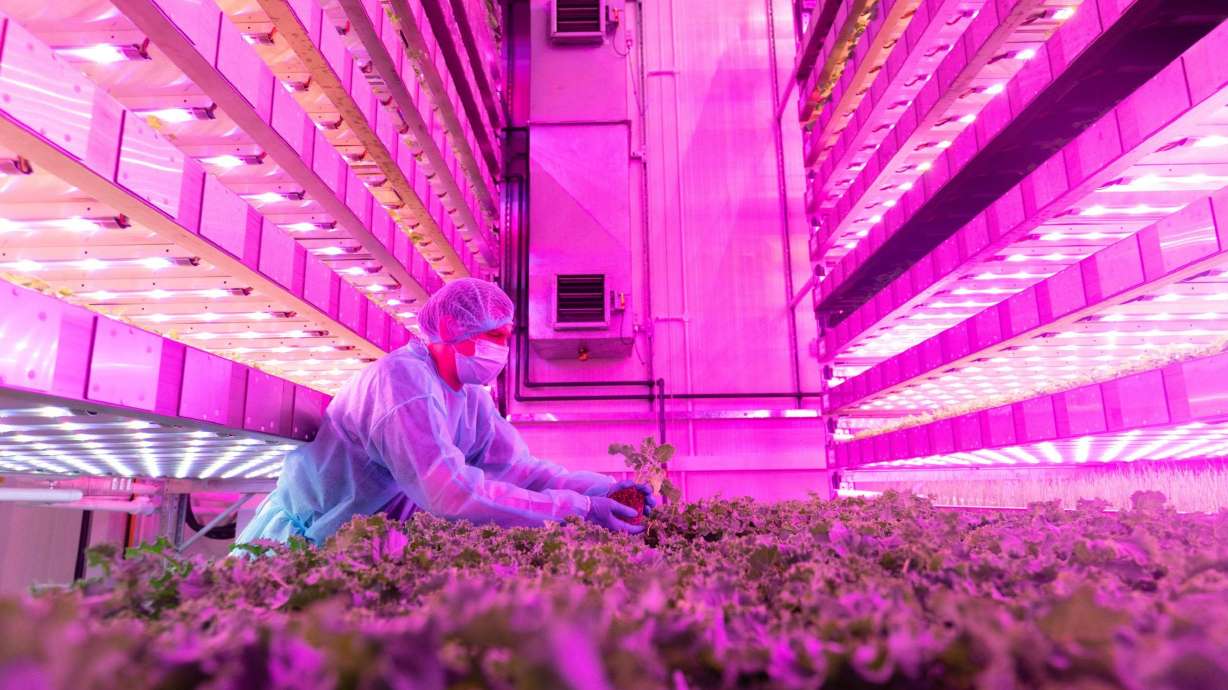 In 2022, Dubai unveiled the world’s largest vertical farm. The 31,000-square-meter indoor facility at Dubai’s Al Maktoum International Airport, comprised of trays stacked in towers growing plants with minimal water and soil.