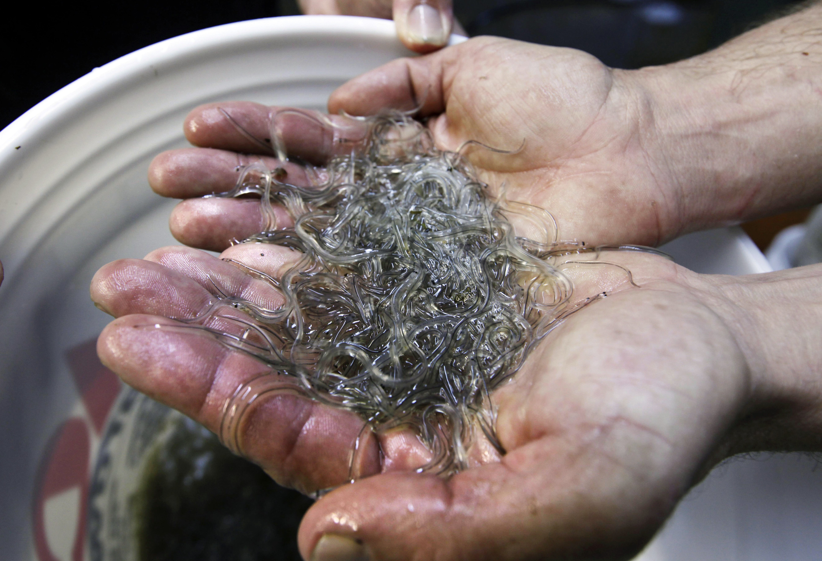 Baby eels are the most lucrative fishery in the states, on a per-pound basis.
