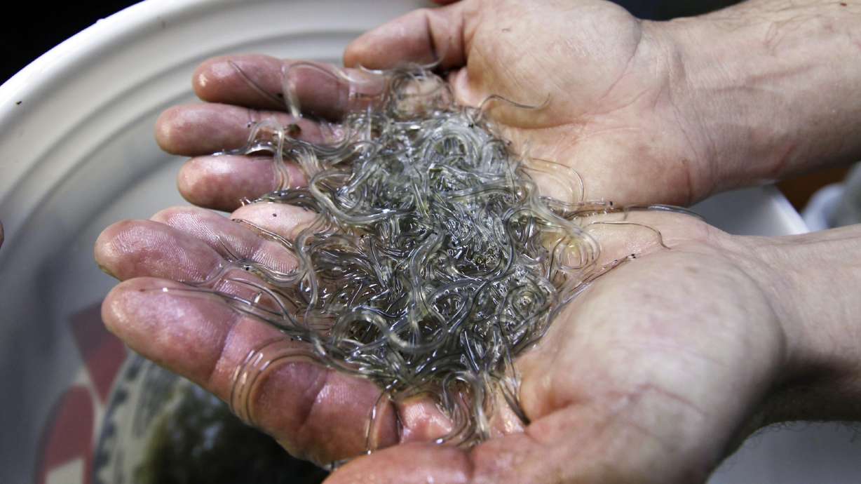Baby eels are the most lucrative fishery in the states, on a per-pound basis.