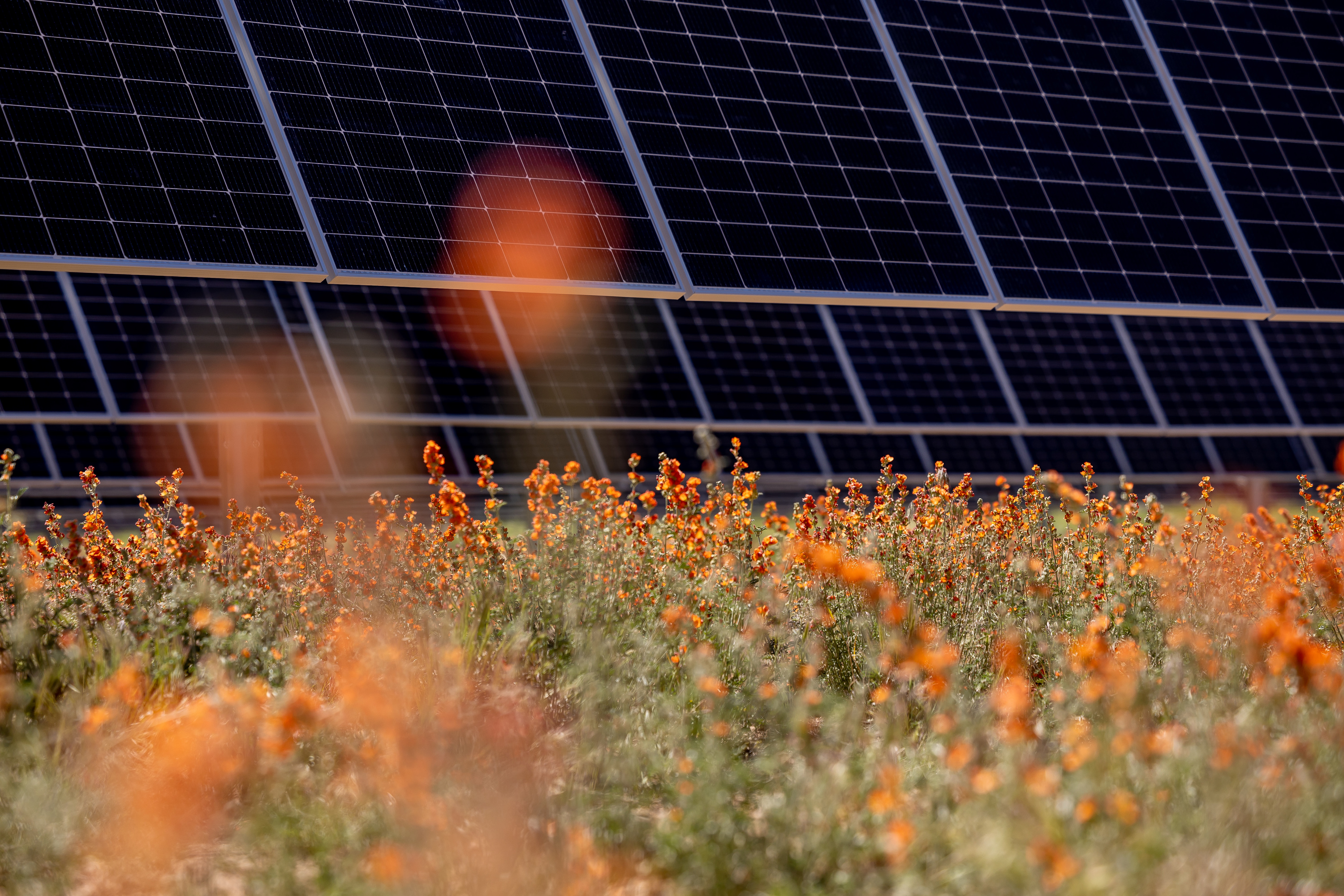Desert globemallow grows wild between rows of photovoltaic panels at the Appaloosa Solar 1 project near Cedar City on June 8, 2023. Coal has dominated Utah's energy landscape, but now the state is looking to pursue other avenues to get its power.