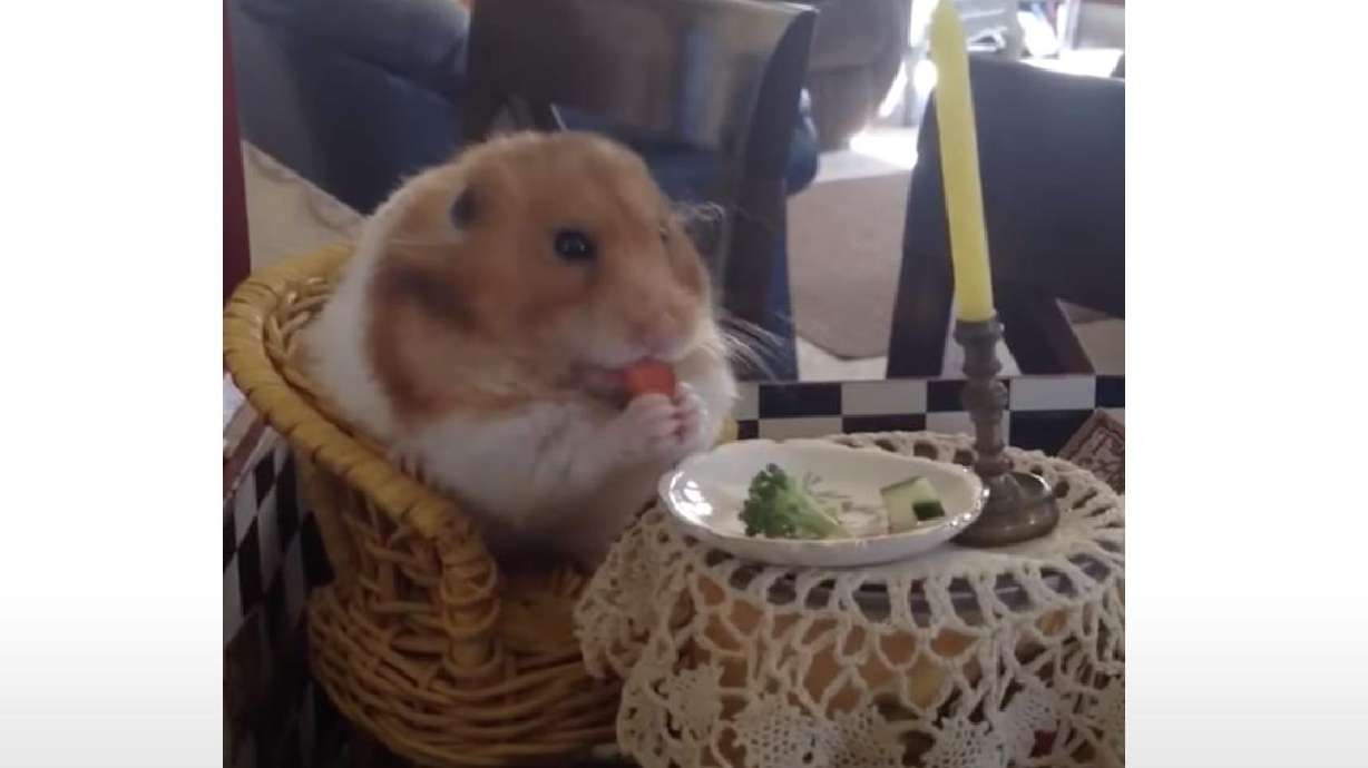 A hamster sits on a mini dining room set replica and eats vegetables.