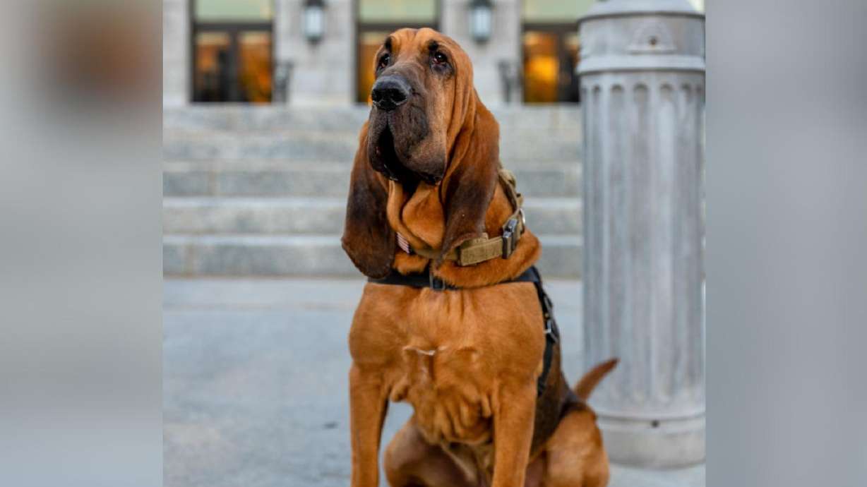 Salt Lake City police K-9 Bruce died unexpectedly on Sunday due to an undisclosed medical condition.