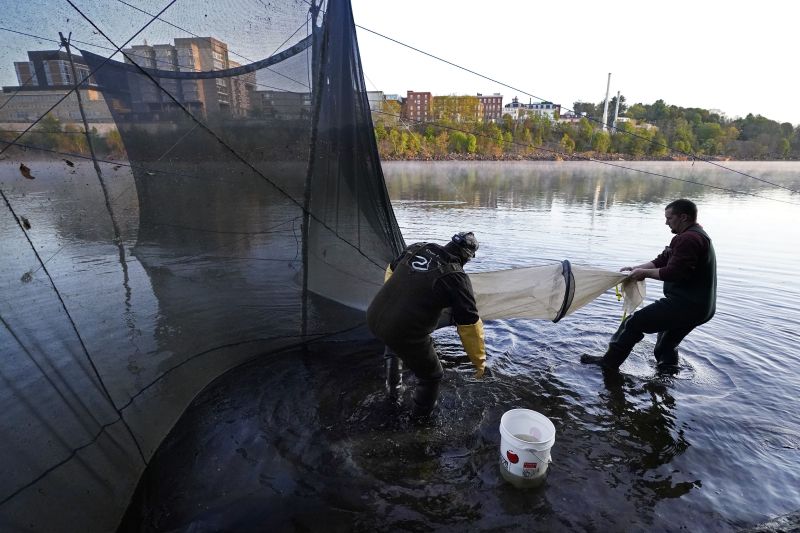 Darrell Young and his son, Dustin Young, set up a fyke net to capture baby eels migrating upstream on the Penobscot River in Brewer, Maine, in this May 15, 2021 photo.