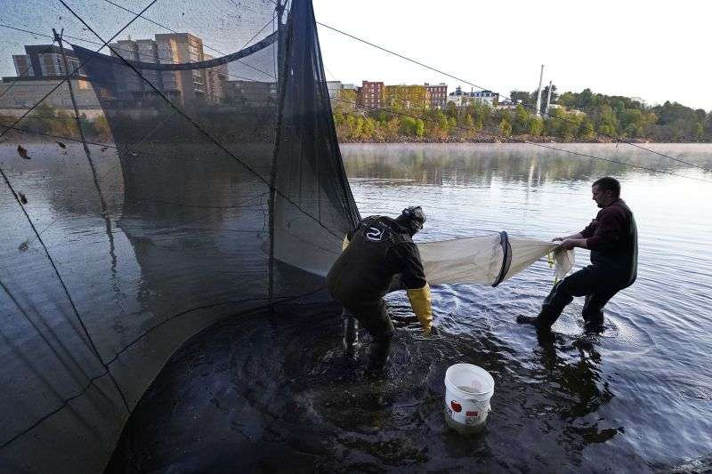 Darrell Young and his son, Dustin Young, set up a fyke net to capture baby eels migrating upstream on the Penobscot River in Brewer, Maine, in this May 15, 2021 photo.