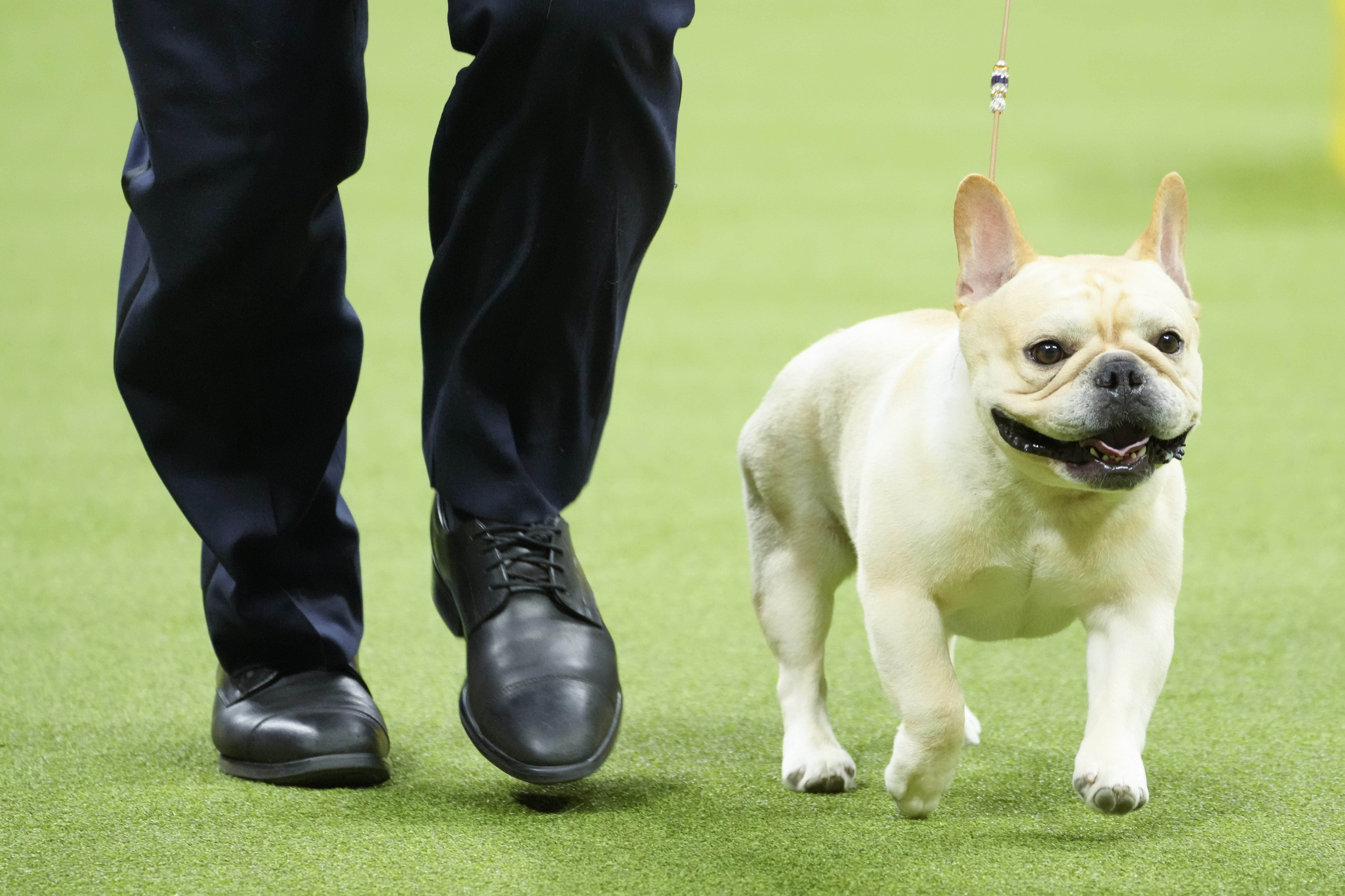 FILE - Winston, a French bulldog, competes in the non-sporting group competition during the 147th Westminster Kennel Club Dog show, Monday, May 8, 2023, in New York. Frenchies remained the United States' most commonly registered purebred dogs last year, according to American Kennel Club rankings released Wednesday, March 20, 2024. After French bulldogs, the most common breeds registered were Labs, golden retrievers, German shepherds, poodles and others. 
